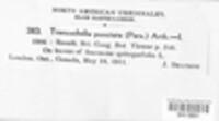Tranzschelia discolor image